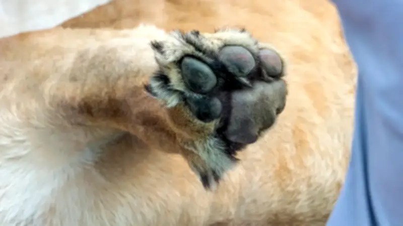 Perro es el único sobreviviente de accidente aéreo en Perú que dejó 15 fallecidos