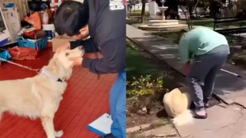 Perro golpeado con palo de escoba en Tunja es rescatado por autoridades tras viralización
