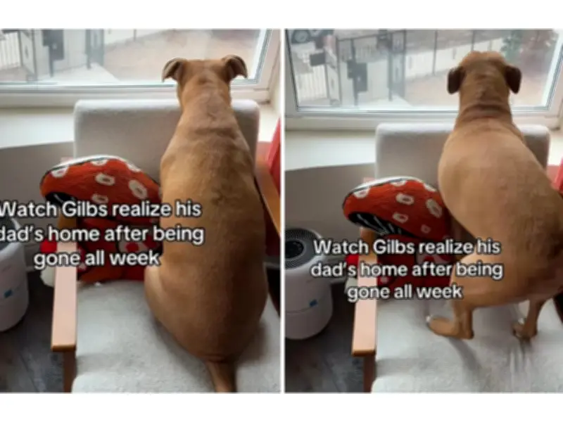 Perro rescatado se vuelve viral tras emotivo reencuentro con su dueño tras una semana