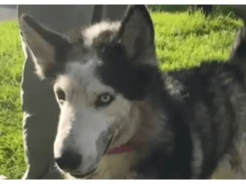 Perro sobrevive brutal ataque con machete en Ciudad Bolívar y espera adopción