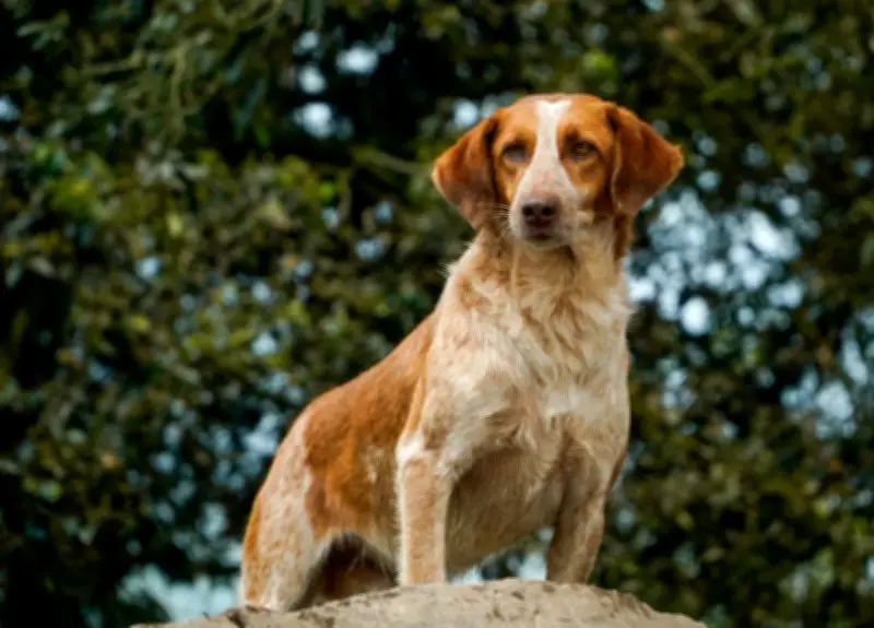 Perros pequeños dominan el 43% de la población canina en Colombia según estudio