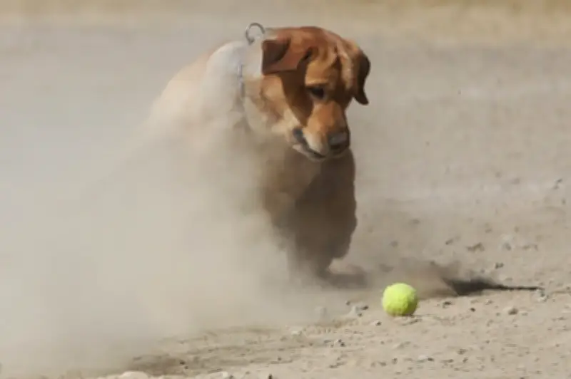 Perros que fallaron entrenamiento policial encuentran hogar como mascotas ideales