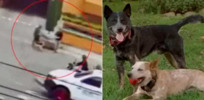 Perros rescatados frustran robo armado en Bogotá al morder al asaltante y obligarlo a huir