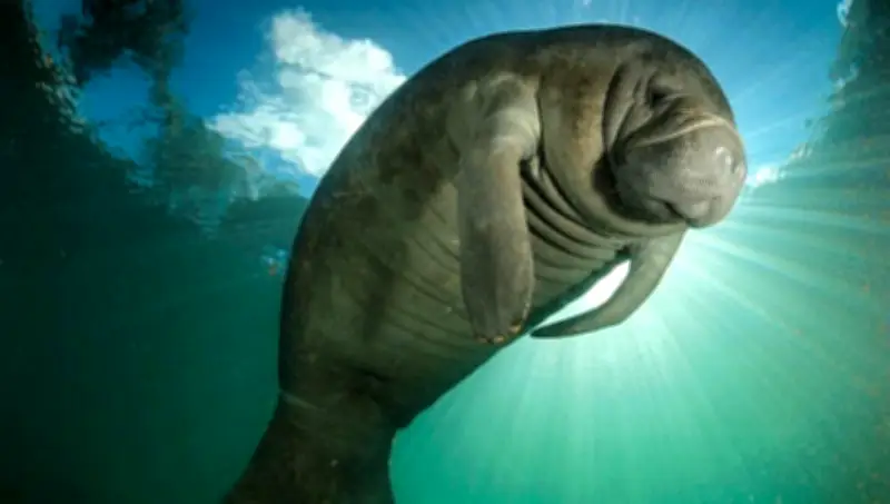 Pescadores graban inusual apareamiento de manatíes en Barrancabermeja