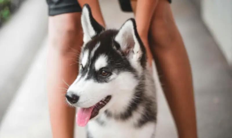 Pet-tech colombiana revoluciona cuidado de cachorros con enfoque preventivo