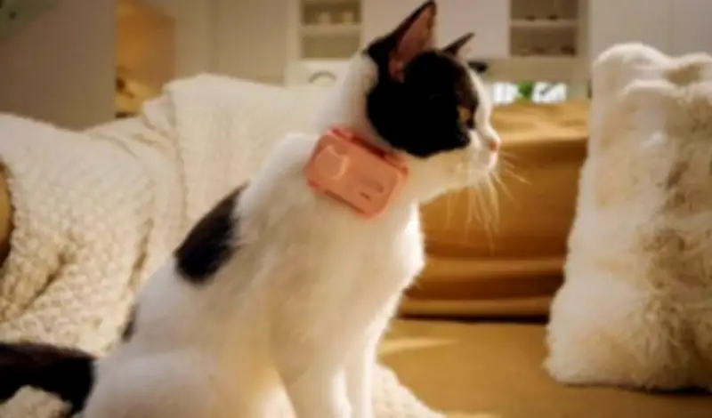 PetPhone: El primer smartphone para mascotas que permite llamadas bidireccionales