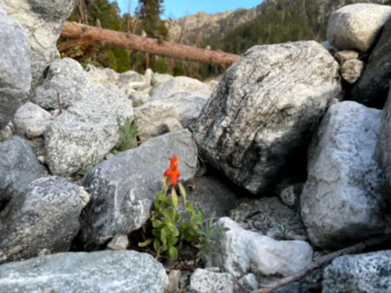 Plantas evolucionan rápidamente para sobrevivir a sequías extremas, revela estudio científico