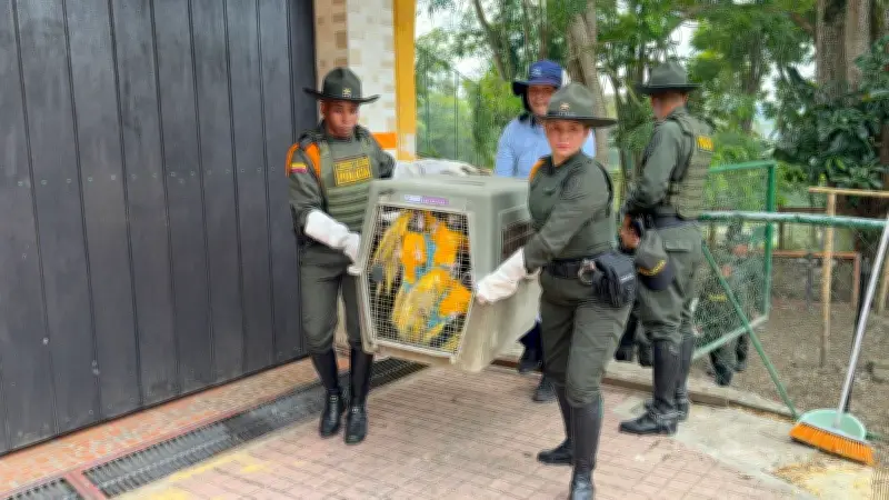 Policía desmantela zoológico ilegal con especies protegidas en Calima El Darién