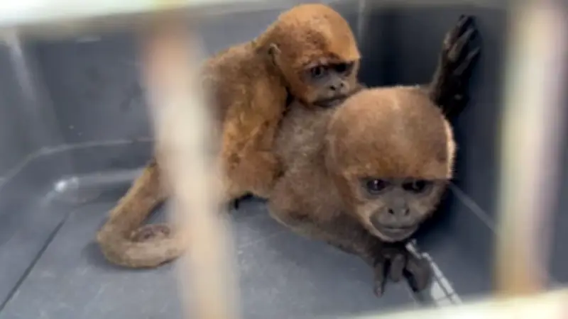 Policía rescata nueve animales silvestres en cautiverio en Calima El Darién, Valle del Cauca