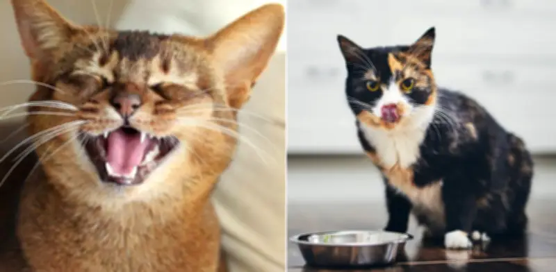¿Por qué los gatos maúllan teniendo comida? Expertos revelan las verdaderas razones