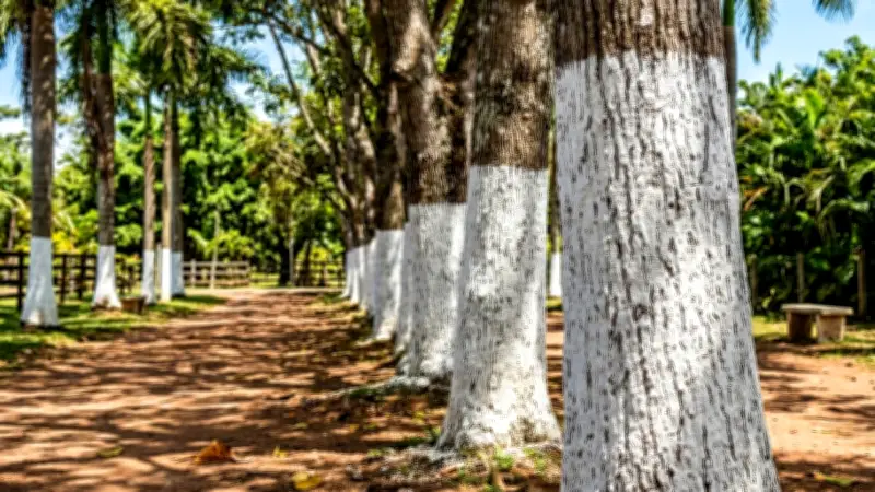 ¿Por qué los árboles tienen los troncos pintados de blanco? La razón científica detrás de esta práctica