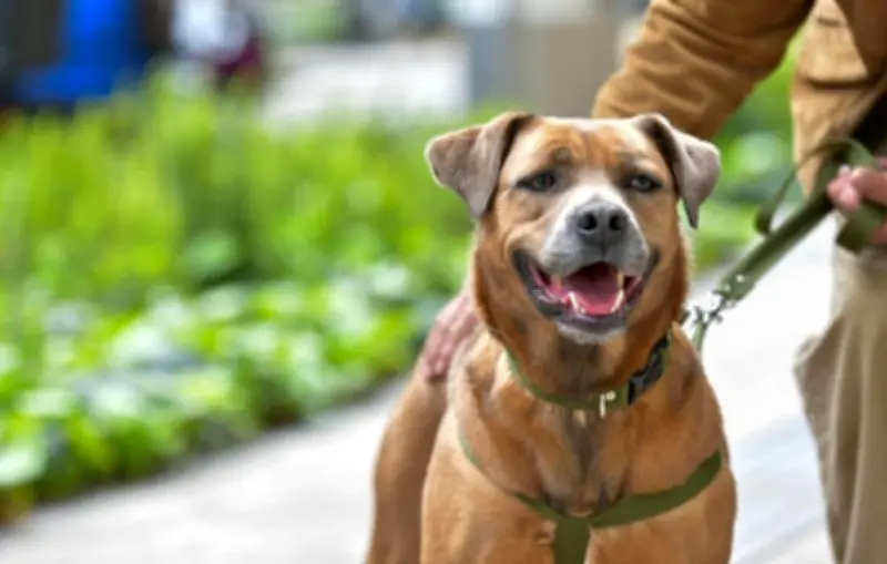 Portal 'Perros y gatos buscan su hogar' logra 114 reencuentros en Bogotá