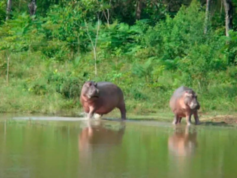 Procuraduría exige acción inmediata contra hipopótamos invasores en Barrancabermeja