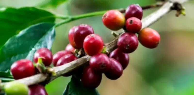 Producción de café colombiano cae 36% en febrero, marcando un ajuste crítico en la oferta