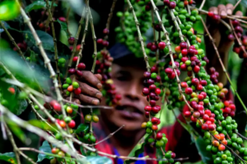 Producción de café colombiano cae 36% en febrero por efectos climáticos