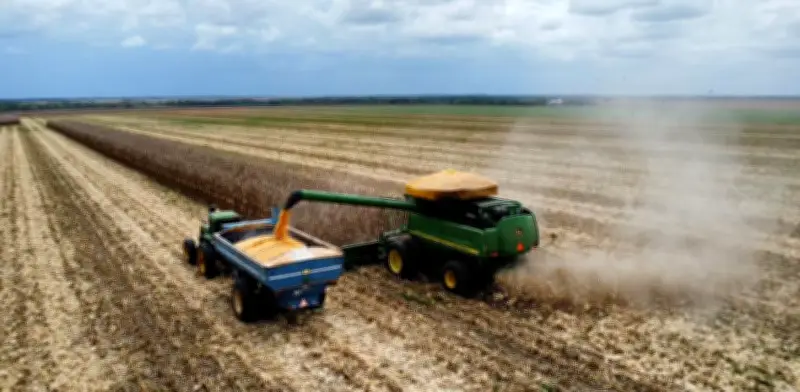 Producción de granos colombiana se desploma en 2025 y amenaza seguridad alimentaria nacional