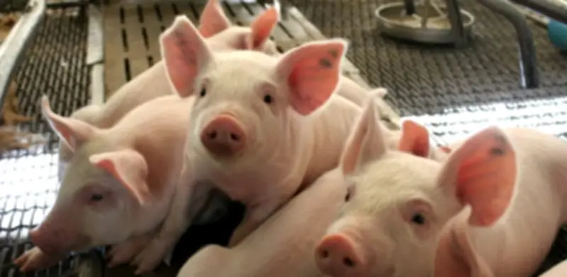 Producción porcina nacional crece 12,7% mientras importaciones caen en inicio de 2026