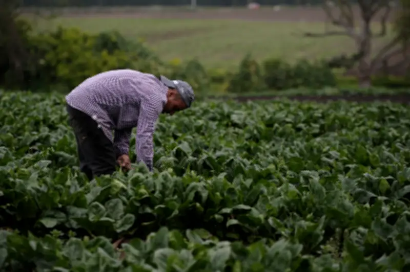 Propuesta de reforma agraria: Asociaciones público-privadas para transformar tierras improductivas