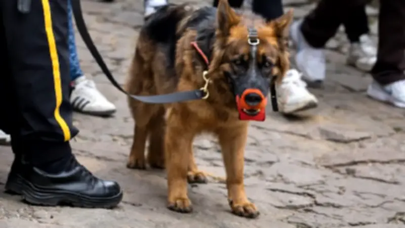 Proyecto de ley busca prohibir uso de perros en vigilancia privada en Colombia