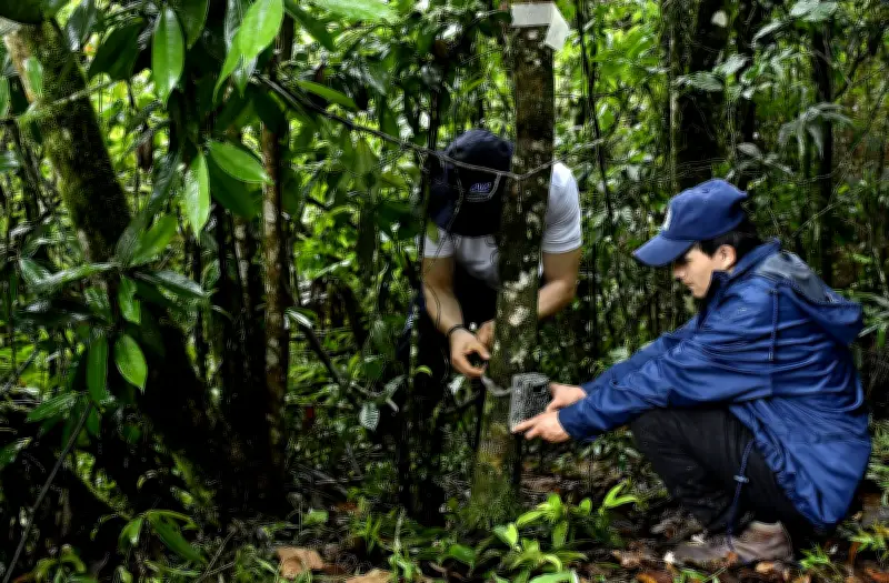 Pumas captados a 30 minutos de Cali evidencian éxito de restauración ambiental en Farallones