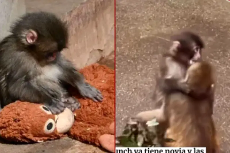 Punch, el macaco japonés que conquistó al mundo con un peluche, avanza en su integración social