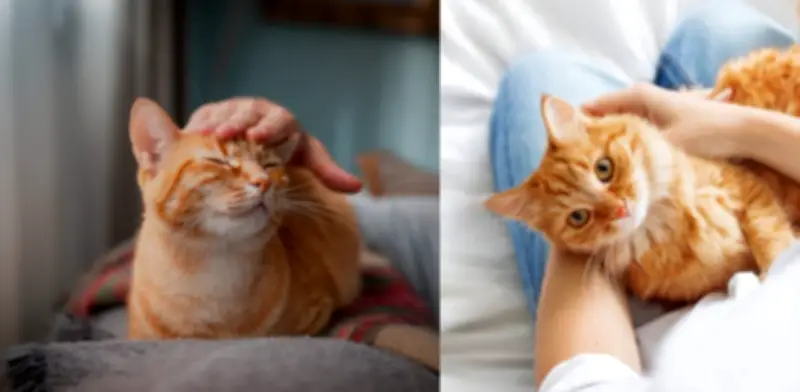 ¿Qué siente su gato cuando lo deja solo? Experta veterinaria explica las reacciones felinas