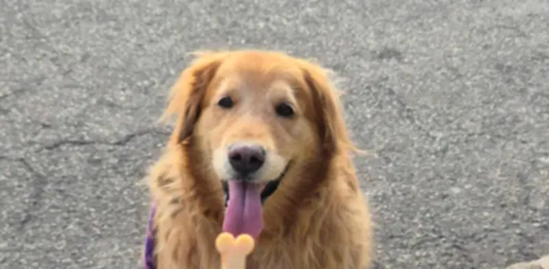 Radiotón 2026 en Bucaramanga: jornada solidaria para alimentar a animales abandonados