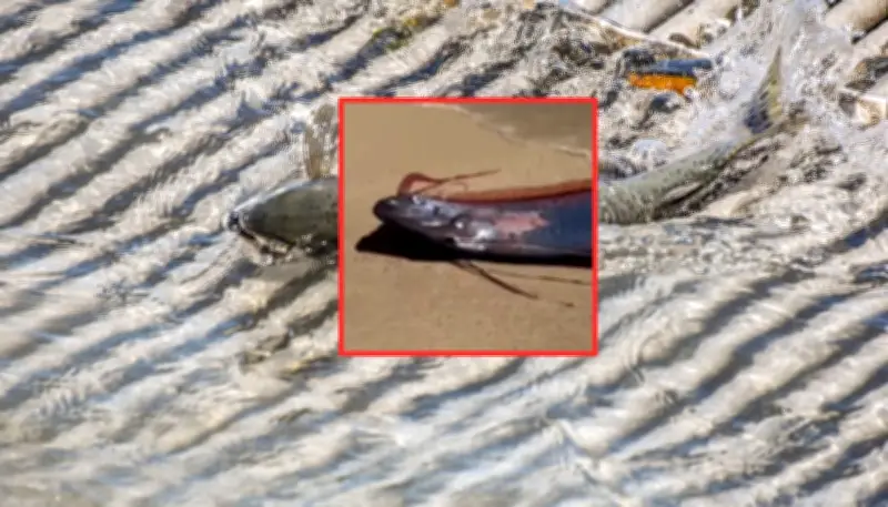 Reaparece el 'pez del fin del mundo' en México: mitos y realidades sobre su avistamiento