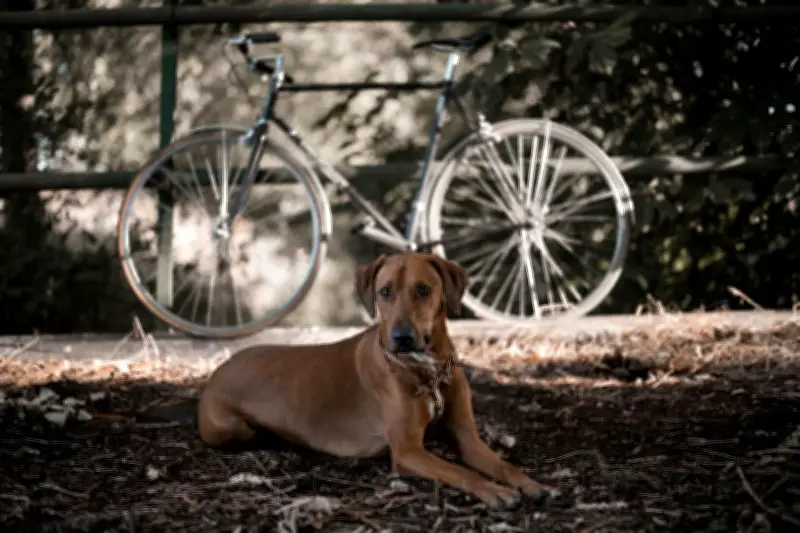 Recomendaciones clave para pasear en bicicleta con perros de forma segura y responsable