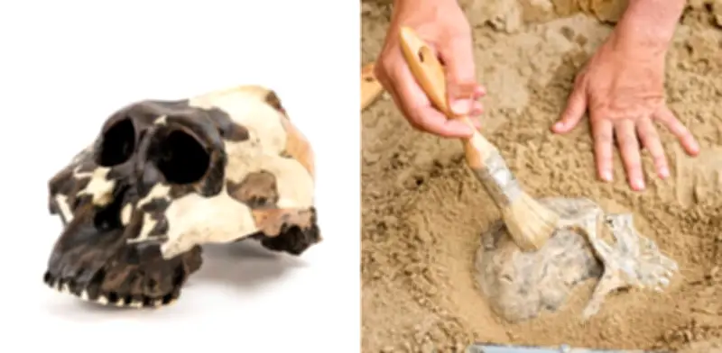 Reconstruyen digitalmente el rostro de Australopithecus de hace 3,6 millones de años