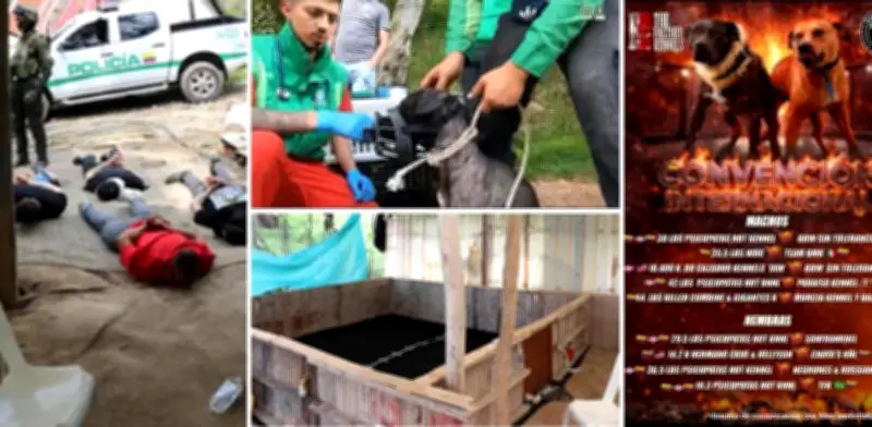 Red ilegal de peleas de perros desmantelada en La Calera tras seguimiento a pitbull ecuatoriano