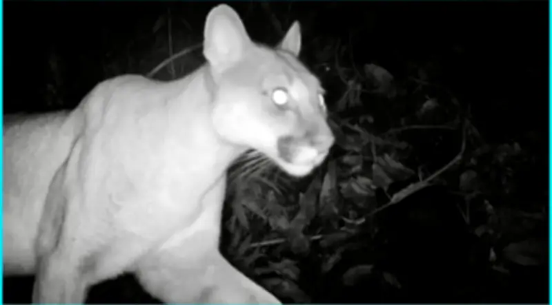 Red Nacional OTUS: 339 especies captadas por cámaras trampa en Colombia, Valle del Cauca lidera con 20.000 imágenes