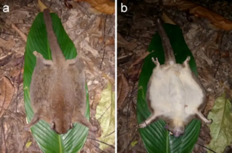 Redescubren en Papúa Occidental marsupial planeador que se creía extinto hace 6.000 años