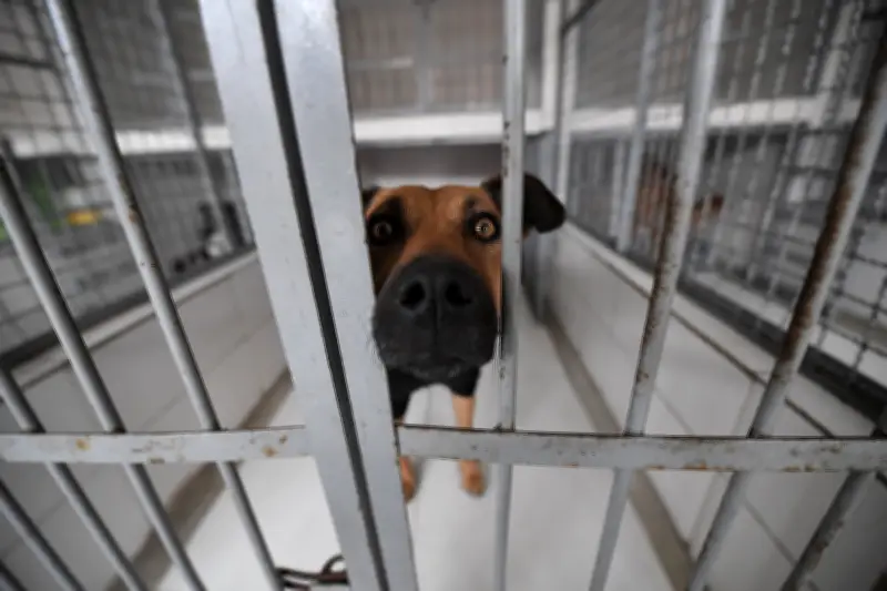 Refugios de animales en EE.UU. logran vaciarse completamente tras adopciones masivas