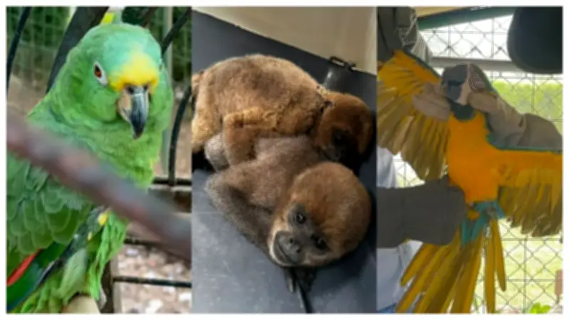 Rescatados nueve animales silvestres que eran tenidos como mascotas en finca de Calima El Darién