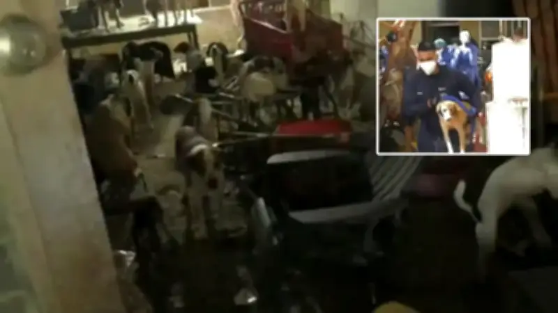 Rescatan 101 animales en condiciones críticas de casa con dos abuelas en Barranquilla