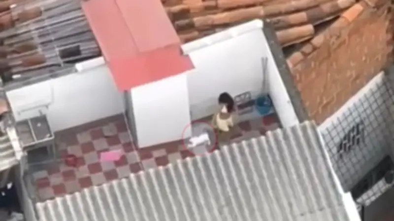 Rescatan a gato víctima de maltrato en Bello, Antioquia, tras denuncia ciudadana