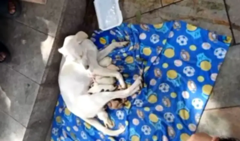 Rescatan a perra y sus ocho cachorros recién nacidos abandonados en el centro de Bucaramanga