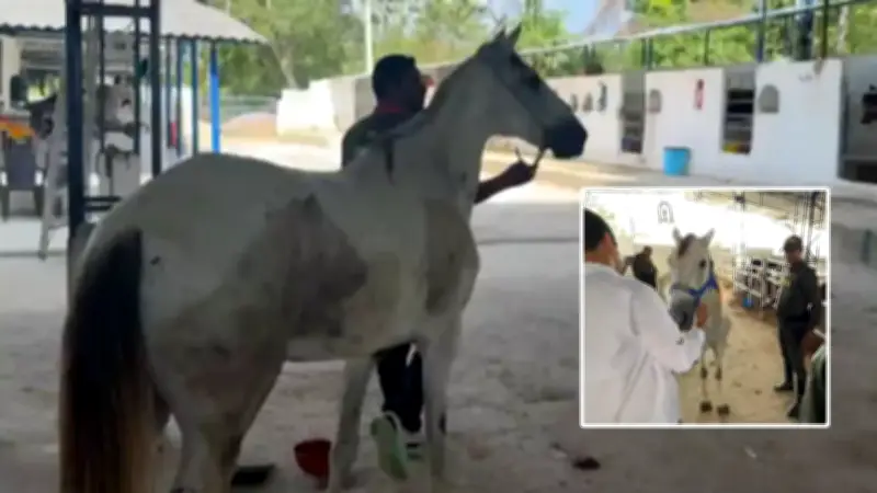 Rescatan caballo cochero jubilado explotado turísticamente en Cartagena
