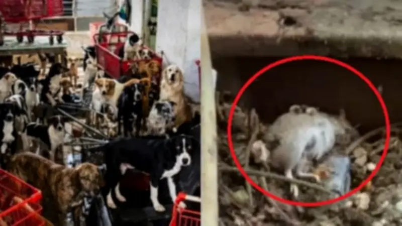 Rescatan más de 100 animales en casa del norte de Barranquilla: hallan ratas muertas y condiciones insalubres