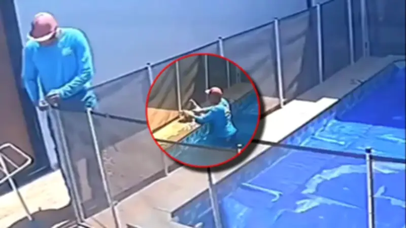 Rescate inesperado: Hombre salva a perro al reparar valla de piscina en video viral