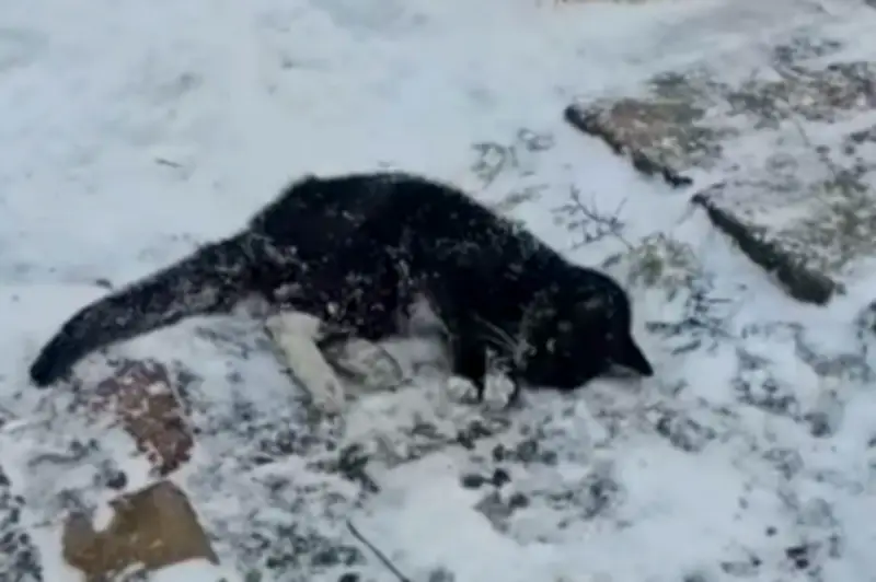 Rescatistas hallan más de 100 gatos enfermos en refugios improvisados tras tormenta invernal