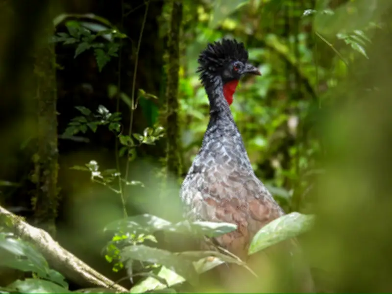 Risaralda Bird Festival 2026: Pereira lanza la novena edición del evento de aviturismo