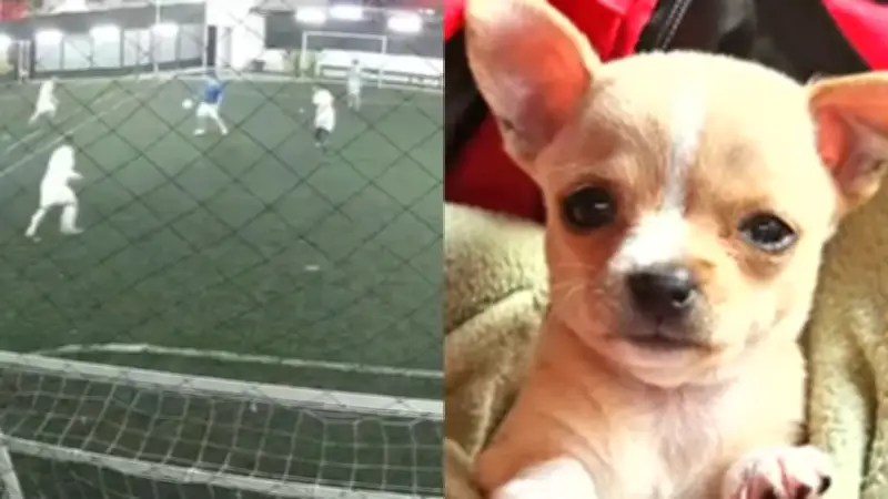 Roban camioneta con perrita adentro mientras dueño jugaba fútbol al sur de Bogotá