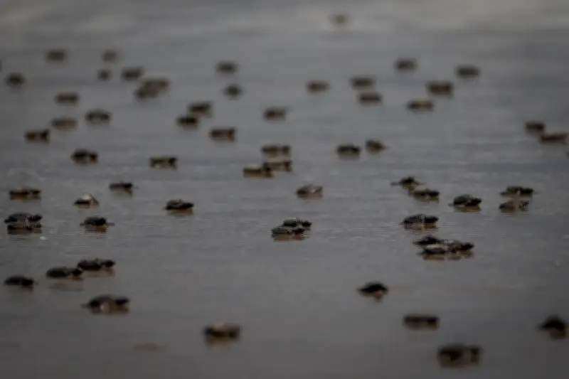 Rocas de plástico contaminan nidos de tortugas verdes en isla volcánica del Atlántico