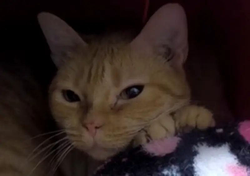 Rocío, la gata rescatada en Medellín que espera una familia tras salvar a sus crías