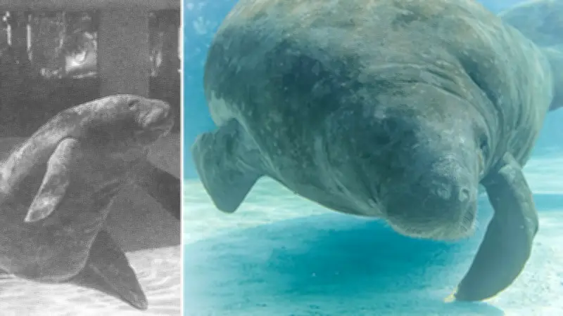 Romeo, el manatí caribeño de 71 años, es reconocido como el más longevo de la historia