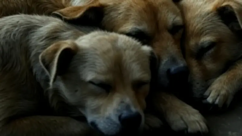 Sabaneta, Antioquia: comunidad denuncia envenenamiento de al menos tres mascotas