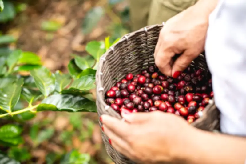 San Alberto: De finca familiar a templos del café que conquistan mercados globales