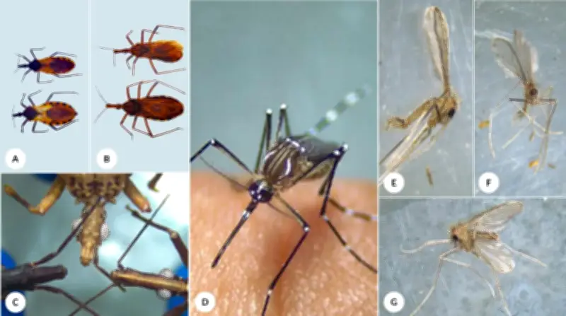 Santander lidera estrategia integral contra enfermedades transmitidas por vectores